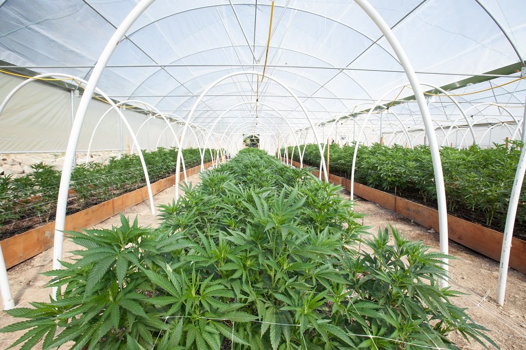 Commercial Cannabis Grow Operation; Shutterstock ID 666360106; Departmental Cost Code : 162800; Project Code: GBLMKT; PO Number: GBLMKT; Other: 